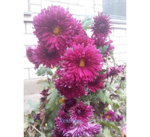 Хризантема гілкова Пурпл Фловер( Hriz. Purple flower)